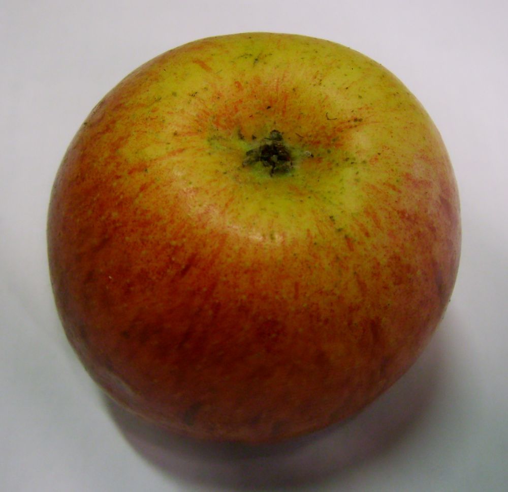 Apfel 'Trennfurter Renette'